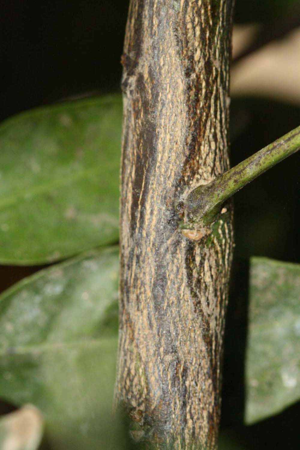              Second - third year twig (Riverside, CA)       